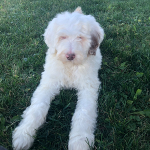 Labradoodle Puppy Charlie