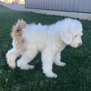 Labradoodle Puppy Charlie