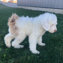 Labradoodle Puppy Charlie