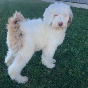 Labradoodle Puppy Charlie