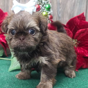 Shih Tzu Puppy Holly