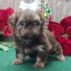 Shih Tzu Puppy Holly