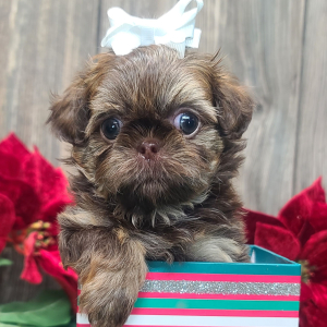Shih Tzu Puppy Holly