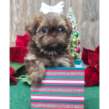 Shih Tzu Puppy Holly