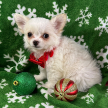 Chihuahua Puppy Paddington