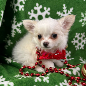 Chihuahua Puppy Paddington