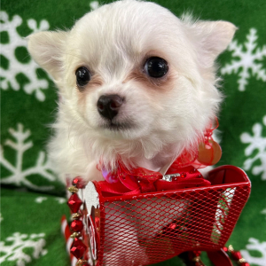 Chihuahua Puppy Paddington