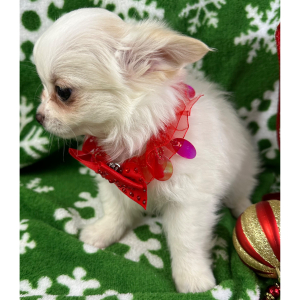 Chihuahua Puppy Paddington