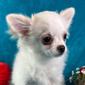 Chihuahua Puppy Paddington
