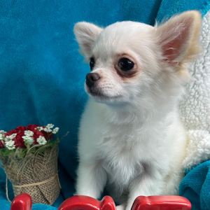 Chihuahua Puppy Paddington