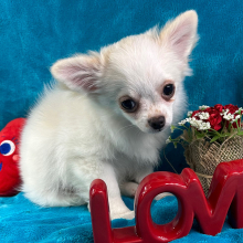 Chihuahua Puppy Paddington