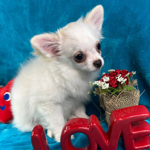 Chihuahua Puppy Paddington