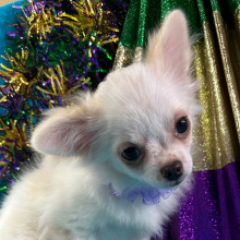 Chihuahua Puppy Paddington