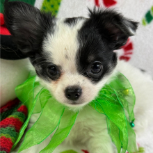 Chihuahua Puppy Scout