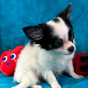 Chihuahua Puppy Scout