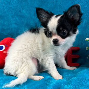Chihuahua Puppy Scout