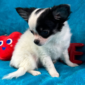 Chihuahua Puppy Scout