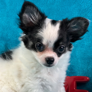 Chihuahua Puppy Scout