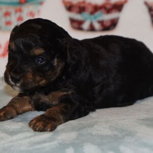 Yorkiepoo Puppy Dougie