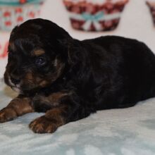 Yorkiepoo Puppy Dougie