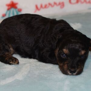 Yorkiepoo Puppy Dougie