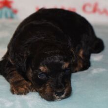 Yorkiepoo Puppy Dougie