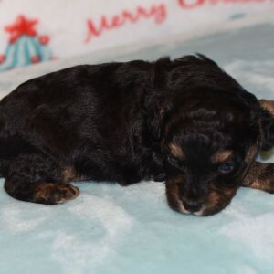 Yorkiepoo Puppy Dougie
