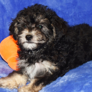 Yorkiepoo Puppy Dougie