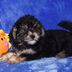 Yorkiepoo Puppy Dougie