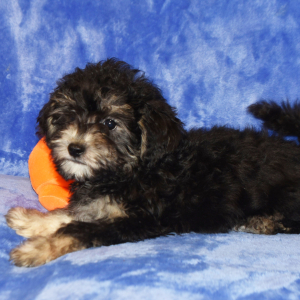 Yorkiepoo Puppy Dougie