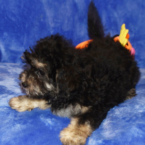 Yorkiepoo Puppy Dougie