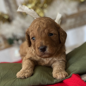 Poodle Puppy Prancer