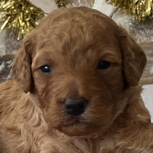 Poodle Puppy Prancer