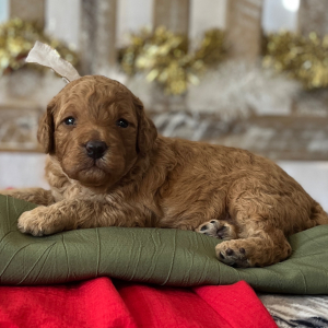 Poodle Puppy Prancer
