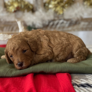 Poodle Puppy Prancer