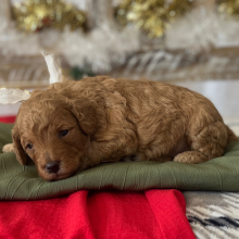 Poodle Puppy Prancer