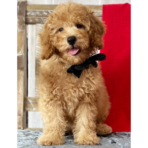 Poodle Puppy Prancer