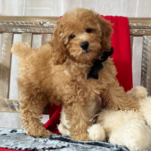 Poodle Puppy Prancer