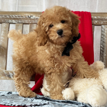 Poodle Puppy Prancer