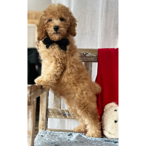 Poodle Puppy Prancer