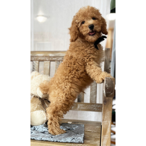 Poodle Puppy Prancer