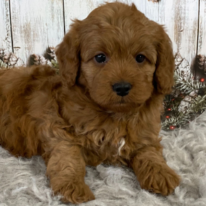 Cavapoo Puppy Cherry