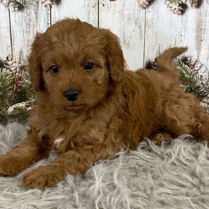 Cavapoo Puppy Cherry