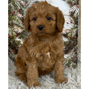 Cavapoo Puppy Cherry