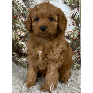 Cavapoo Puppy Cherry