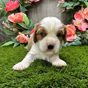 Cavalier King Charles Spaniel Puppy Oliver
