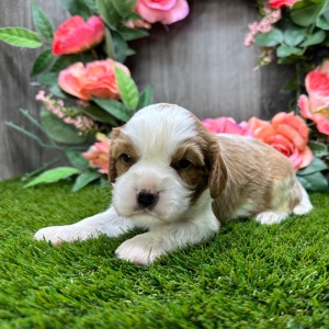 Cavalier King Charles Spaniel Puppy Oliver