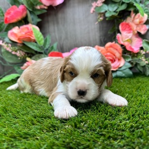 Cavalier King Charles Spaniel Puppy Oliver