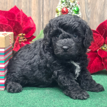Poodle Puppy Nick