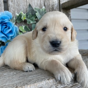 Golden Retriever Puppy Clayton